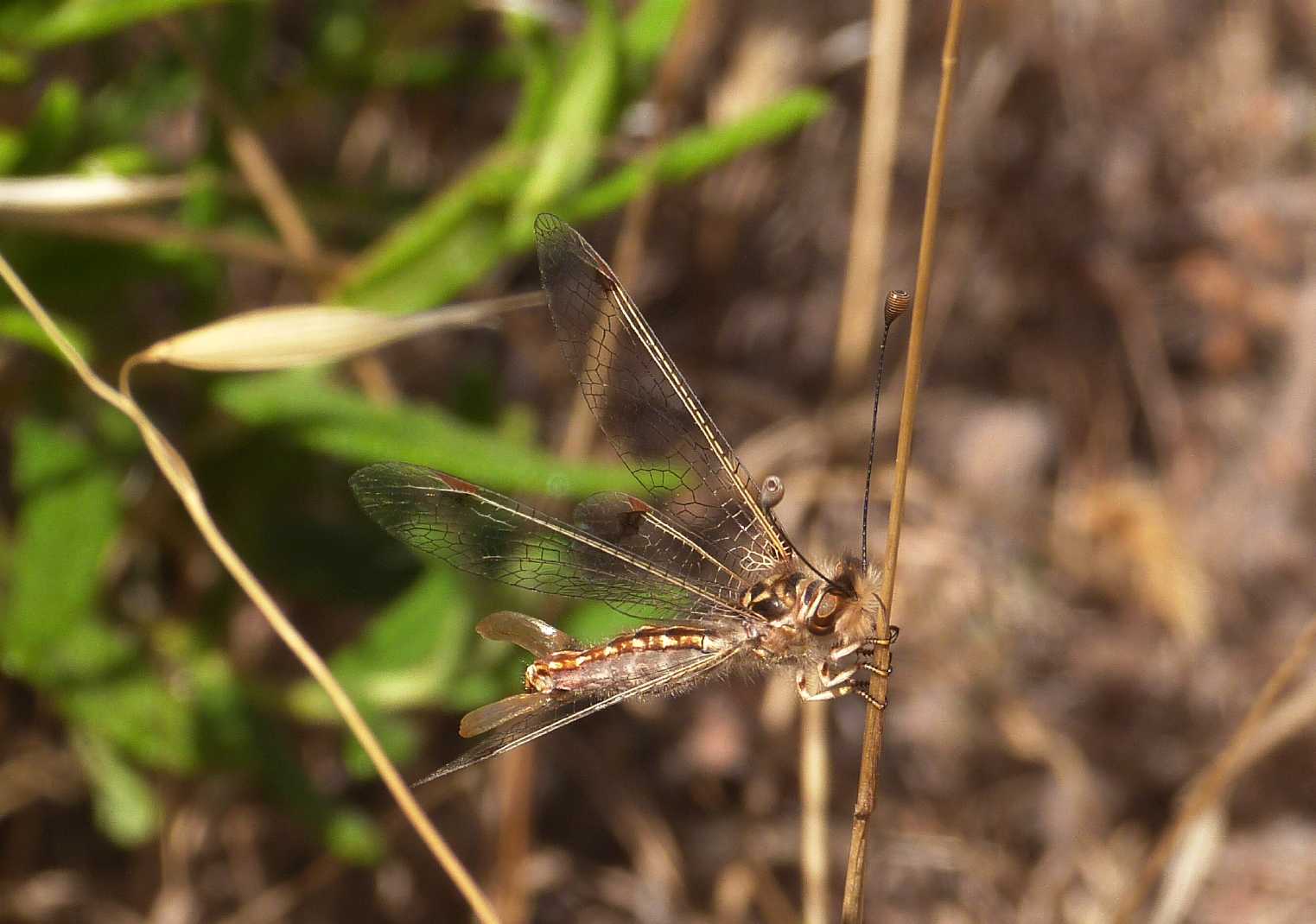 Deleproctophylla australis